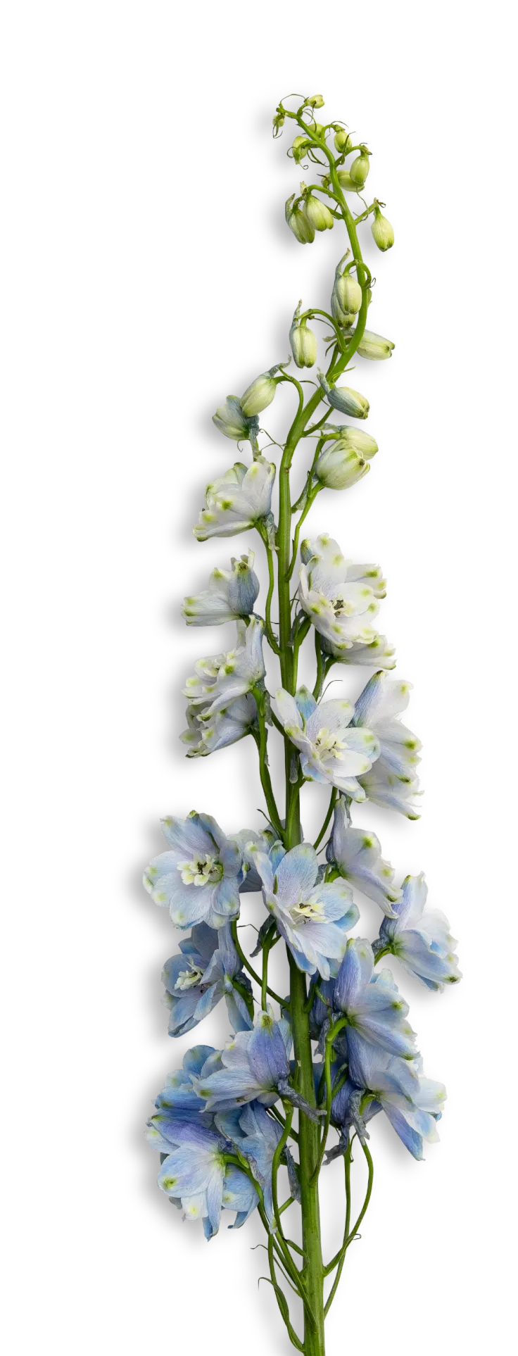 a close up of a bunch of flowers