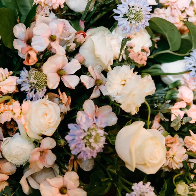 Poppy Flowers: Types of Wedding Flowers- Scabiosa