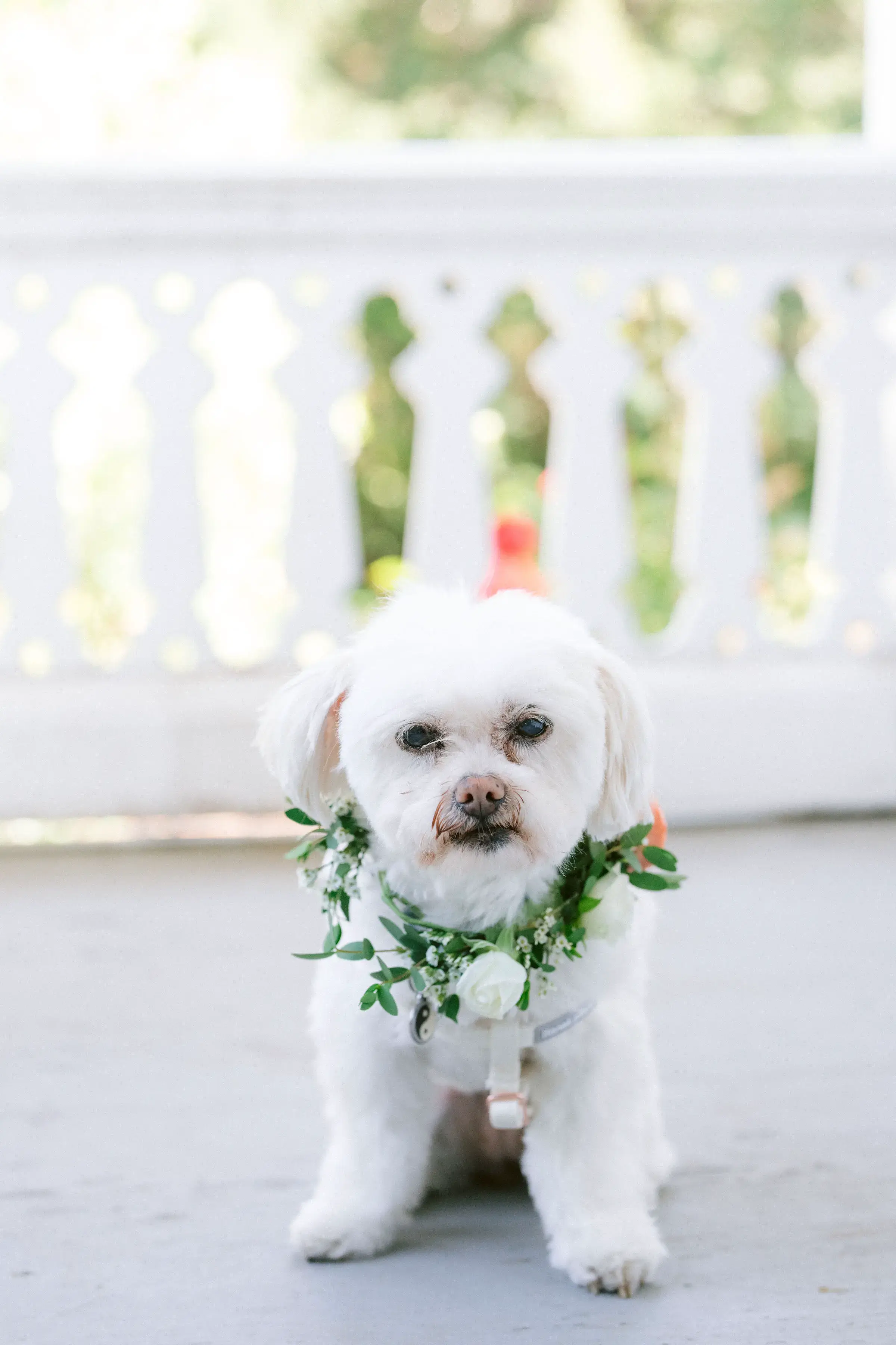 Real Poppy wedding — Lauren + Mark at Pacheco Ranch Winery