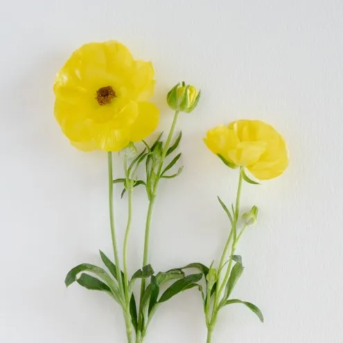 Butterfly Ranunculus for wedding floral decor