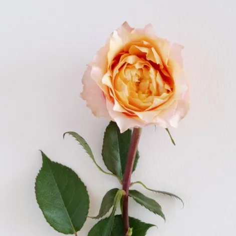 Garden Roses for wedding