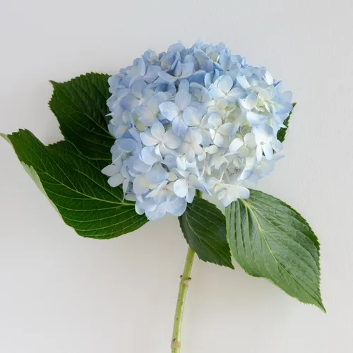 Purple hydrangeas for floral arrangements
