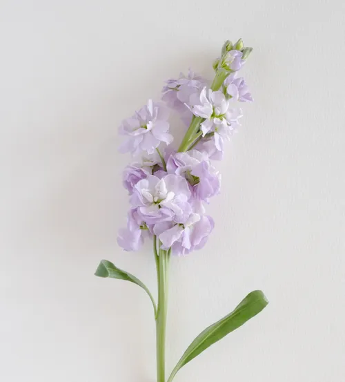 Stock flowers for a touch of elegance