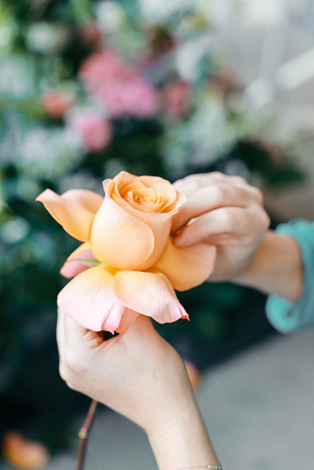 Close-up of hands gently shaping the petals of a peach garden rose