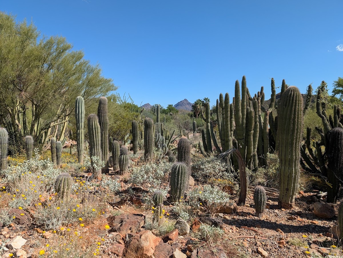 Arizona-Sonora Desert Museum - wedding venue in Tucson, Arizona
