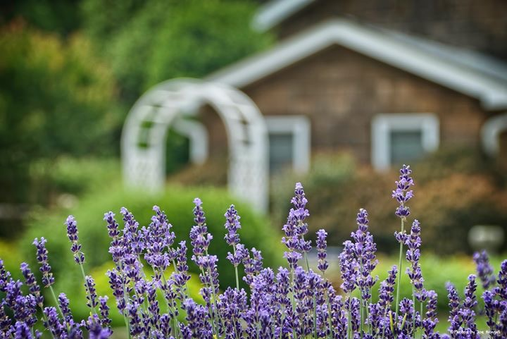 Lavender Fields at Warrington Manor LLC - wedding venue in Milton, DE